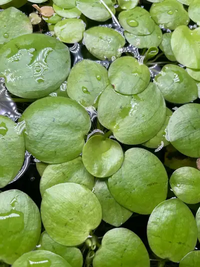 Frogbit - aquarium floater plant bundle, View more