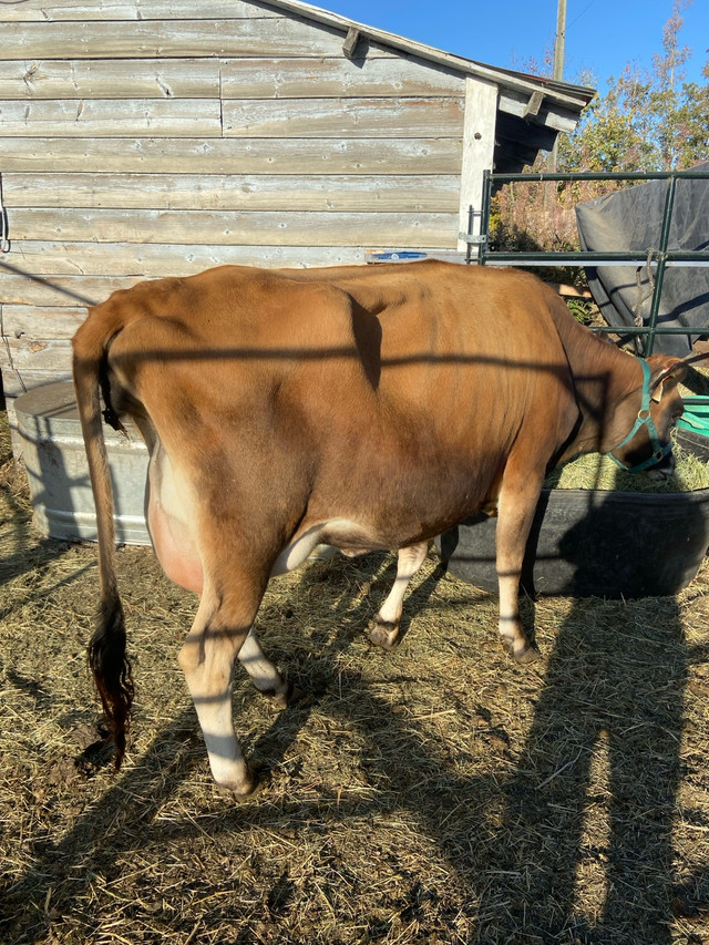 Bred Jersey Hiefer  in Livestock in Red Deer