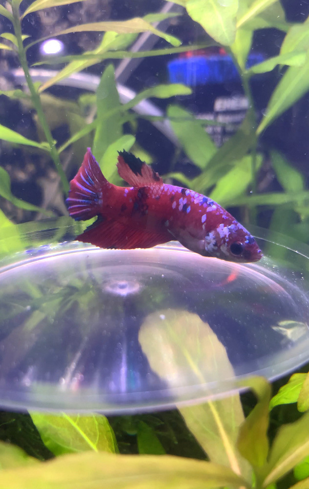 Koi• Betta • Now $20. in Fish for Rehoming in Leamington