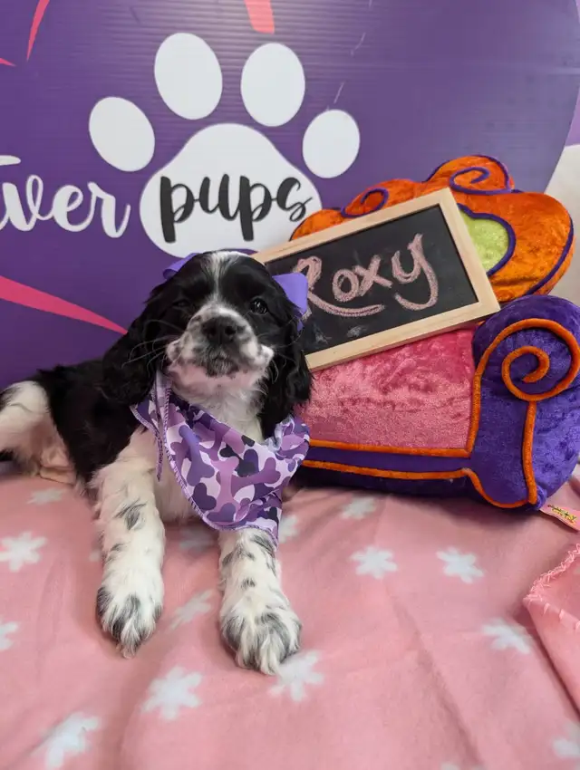 Cocker spaniel prêt mai 25 in Dogs & Puppies for Rehoming in West Island - Image 8
