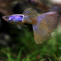Quality Guppies Like No Other!