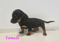 Miniature Dachshund Puppies! Only 2 left! Now ready to go!
