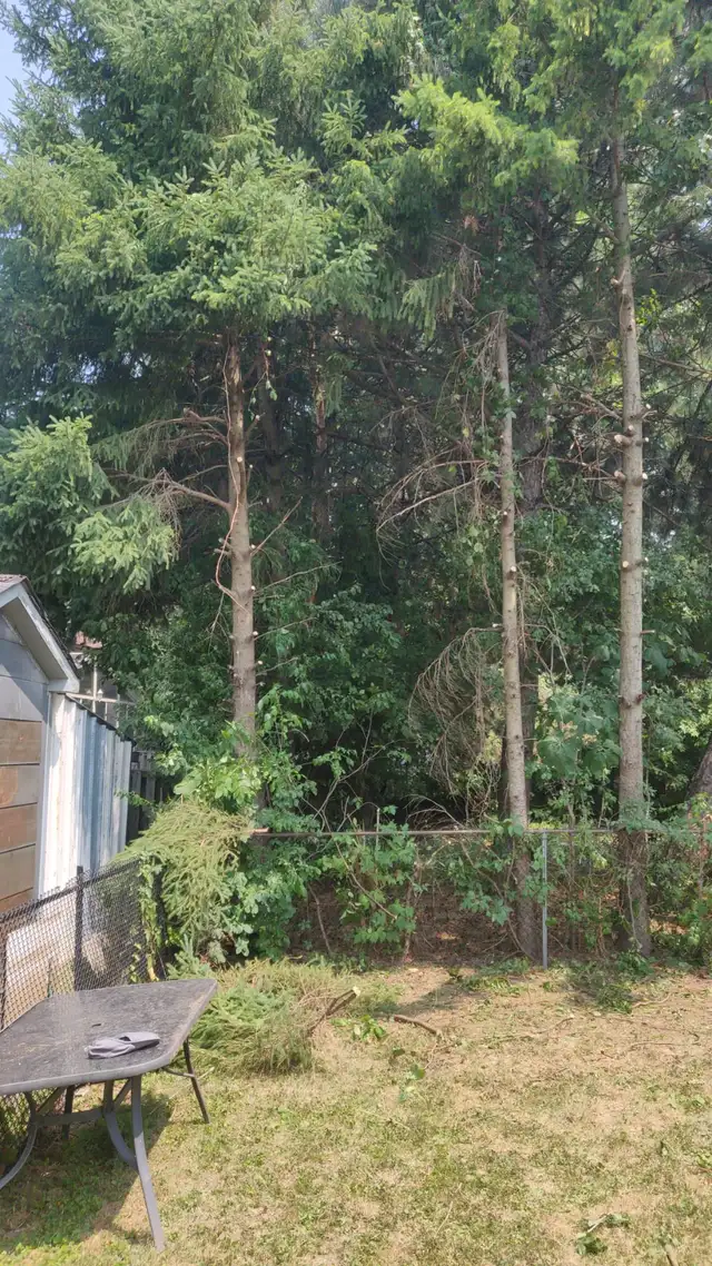 Tree Removal services Branch Trimming # 6475143001 in Lawn, Tree Maintenance & Eavestrough in Mississauga / Peel Region - Image 3