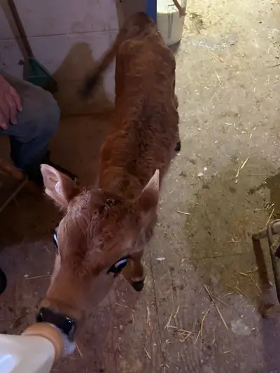 Jersey bull calf(pending), View more