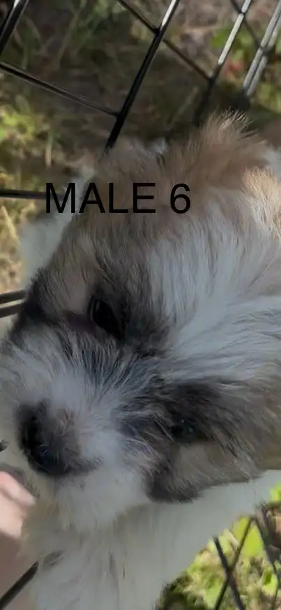 non-shedding hypoallergenic small puppies in Dogs & Puppies for Rehoming in Burns Lake - Image 7