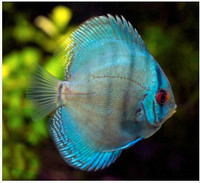 Blue cobalt discus 2.5-3" (SOLD OUT)