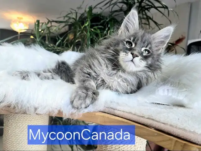 Purebred Maine Coons XL in Cats & Kittens for Rehoming in Oakville / Halton Region - Image 5