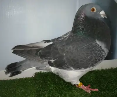 Voyageur mâle pigeon FE292, View more