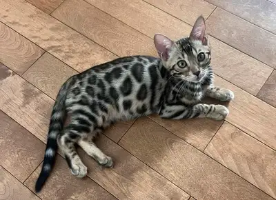 chaton Bengal pure race enregitré Tica, View more