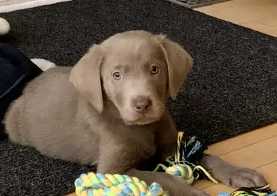 CHIOT LABRADOR PURE RACE, View more