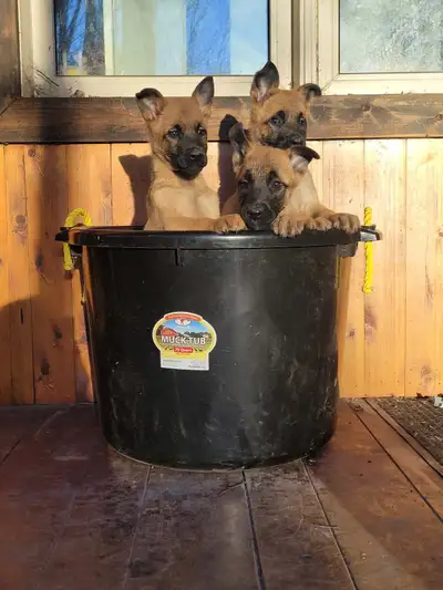 Belgian shepherd puppies available!!, View more