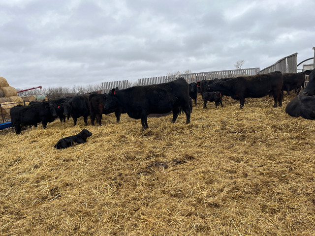 Purebred Black Angus Pairs  in Livestock in La Ronge - Image 2