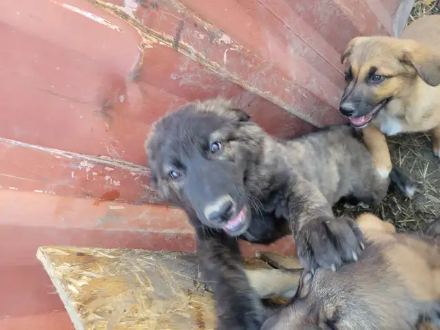 Caucasian/Dutch Sheppard & Bernese mountain cross puppies in Dogs & Puppies for Rehoming in Kitchener / Waterloo - Image 2