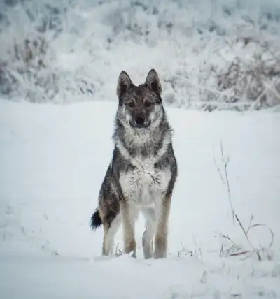 GERMAN SHEPHERD X HUSKY, View more