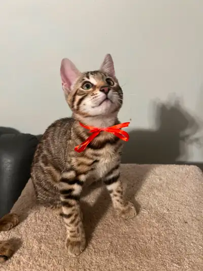 Bengal Mix Kitten For Sale, View more