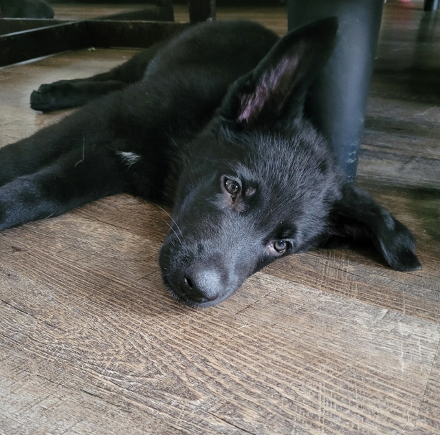 German Shepherd Dogs & Puppies for Rehoming Sarnia Kijiji