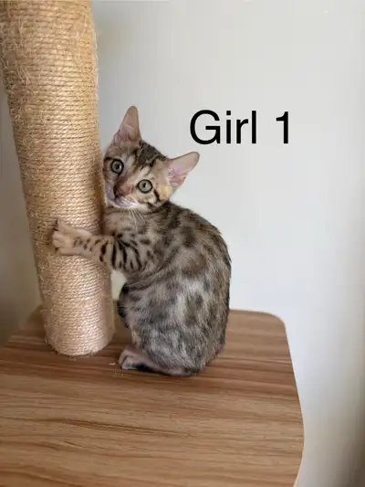Bengal Purebred Kittens (Ready to go), View more