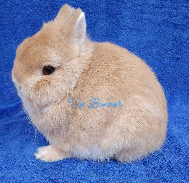 EXTRAORDINARY baby Holland lop & Netherland dwarf bunny rabbits in Small Animals for Rehoming in City of Toronto - Image 4