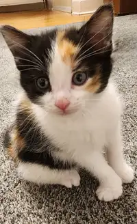 Petit chaton femelle little kitten
