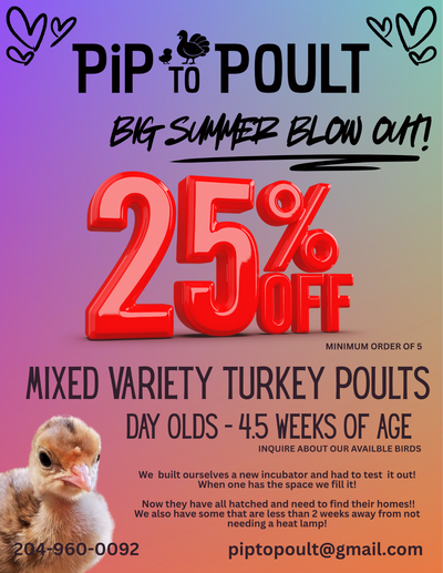 Mixed Variety Turkey Poult SALE!!!!, View more