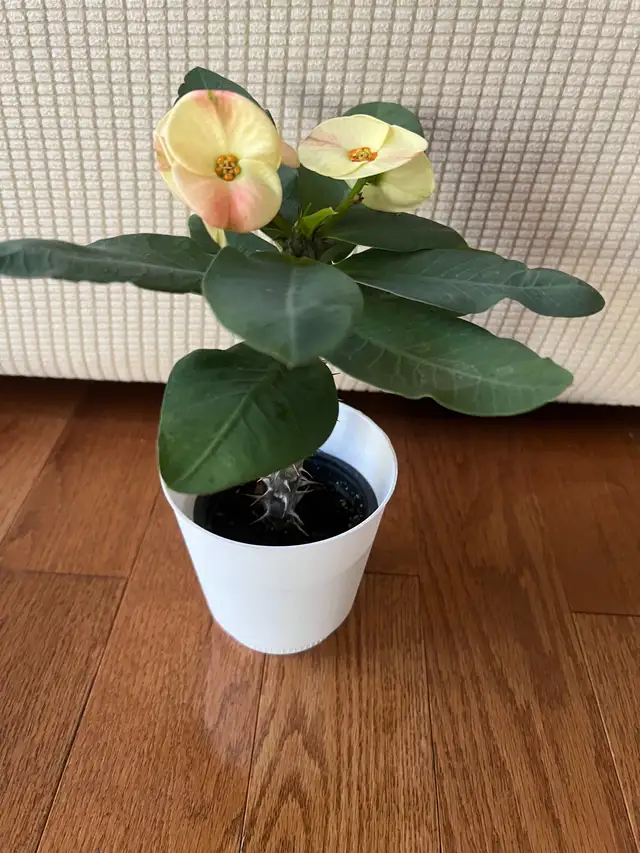 RareFind EasyCare HealthilyBeautifullyGrown QueenOfThornsONLY$45 in Plants, Fertilizer & Soil in Markham / York Region - Image 7
