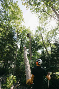 Climbing Arborist