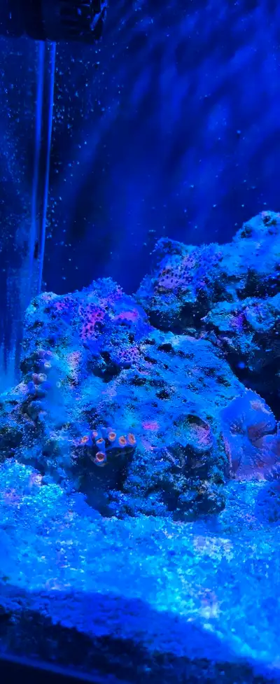 corals, fish, salt water, marine, View more