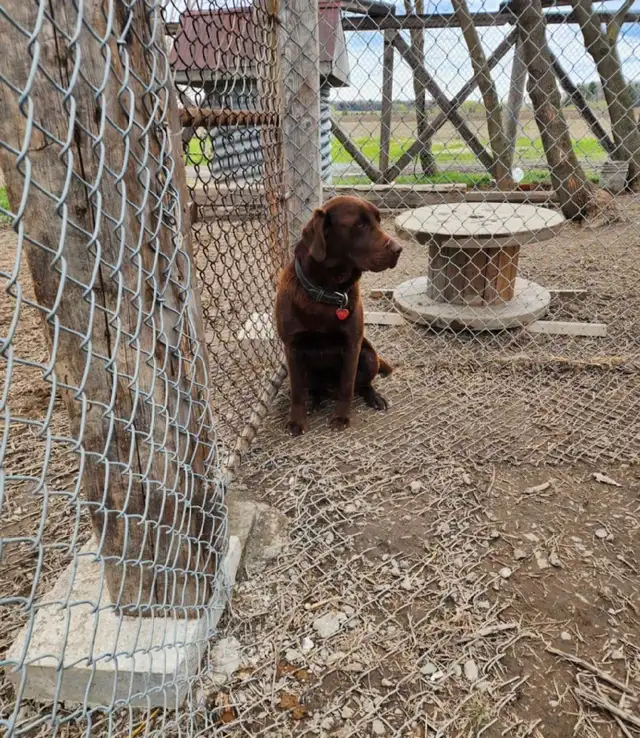 labradors chocolats in Dogs & Puppies for Rehoming in Drummondville - Image 4