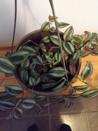 Inchplant - Wandering Jew plant
