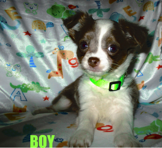 " Two Longhaired Chihuahua Boys" Dogs & Puppies for Rehoming