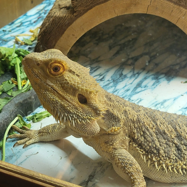 Bearded dragon for rehoming in Reptiles & Amphibians for Rehoming in Abbotsford - Image 2