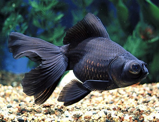 Beautiful Fantail Fancy Goldfish For Aquarium Fish Tank For Sale in Fish for Rehoming in Ottawa - Image 3