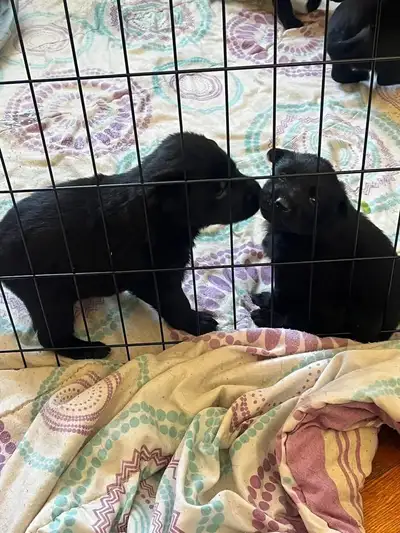 2 females and 3 males available after March 17, in Saint John NB. $500 includes first vet visit, dew...