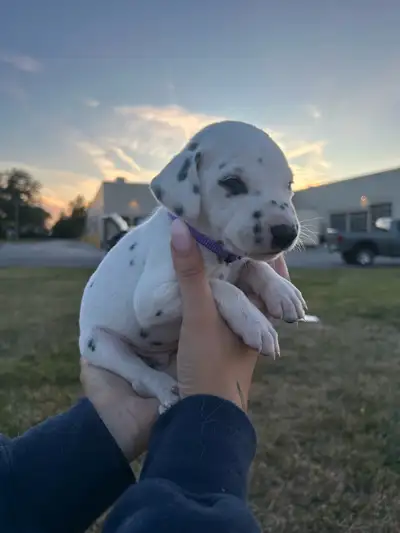 DALMATION PUPPY - 9 Weeks, View more