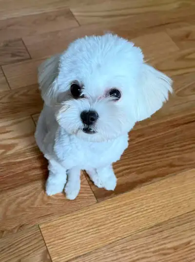 Adorable Maltese Girl Looking for a Loving Home, View more