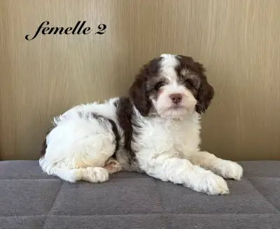 Voici nos adorables chiots Cockapoo, un croisement entre Cocker et Caniche, prêts à trouver leur foy...