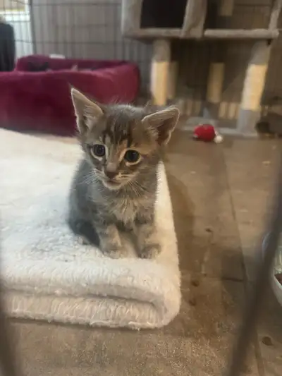 Savannah / Siamese kittens!, View more