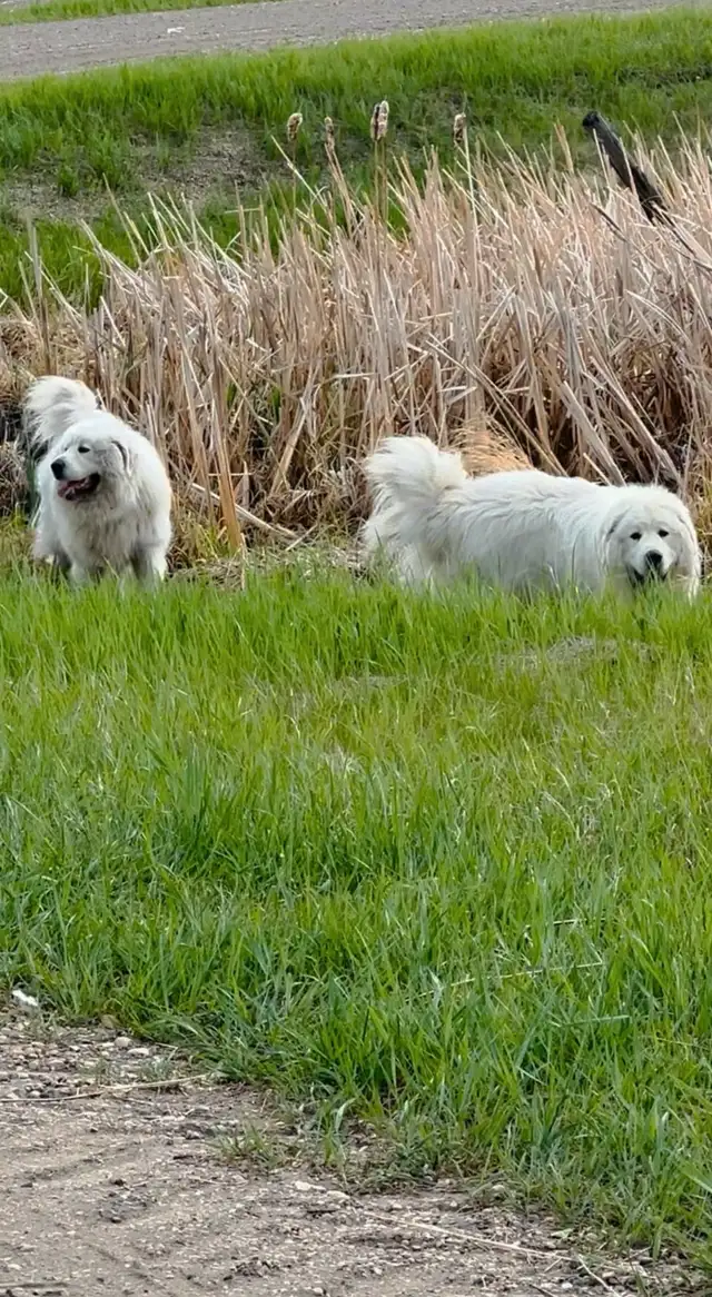 Great Pyrenees puppies ( PUREBRED) in Dogs & Puppies for Rehoming in St. Albert - Image 3