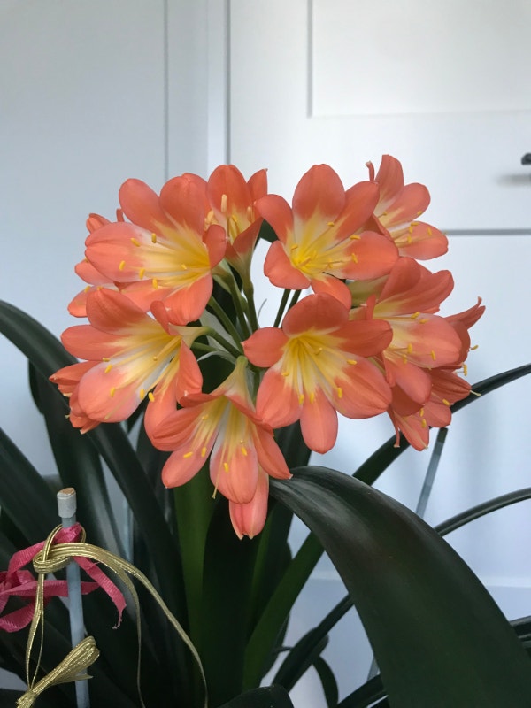 Indoor houseplant clivia for sale Home Décor & Accents Kitchener