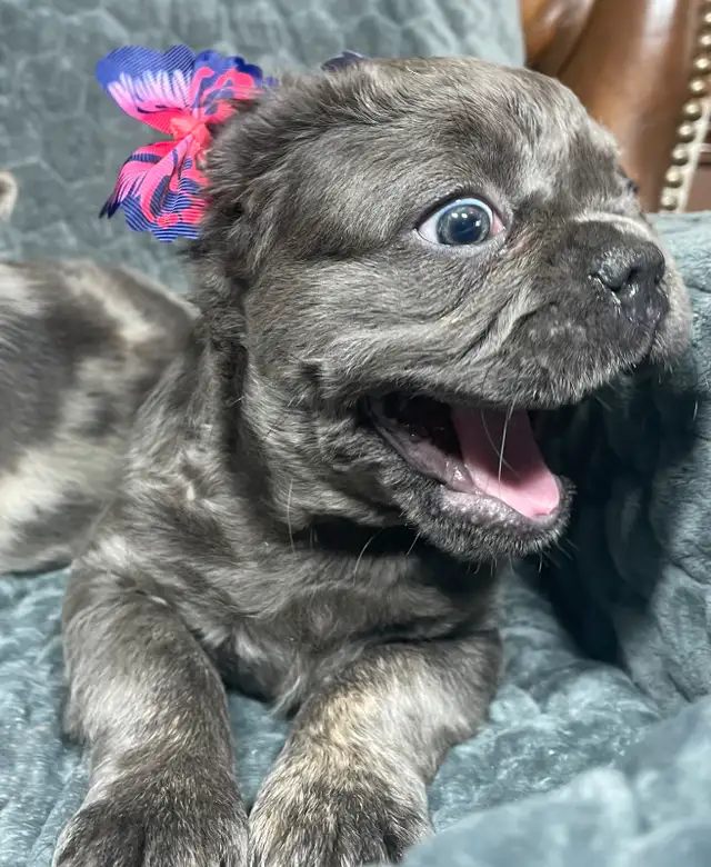 Exotic Fluffy French Bulldogs CKC in Dogs & Puppies for Rehoming in Edmonton - Image 9