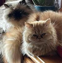 Beautiful, super affectionate and docile purebred Himalayan cat