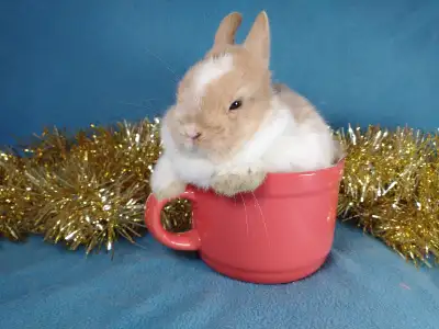 EXTRAORDINAIRE! Bébé lapin nain néerlandais et bélier Hollandais, View more