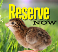 RESERVE DAY OLD GUINEA FOWL KEETS (CHICKS)