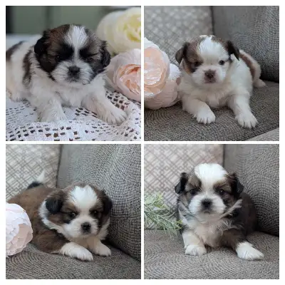 Cute Little Shih Tzu Pups, View more