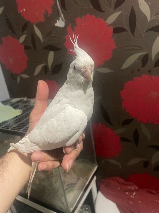 femelle cocktail avec cage dans Oiseaux à adopter  à Laval/Rive Nord - Image 2