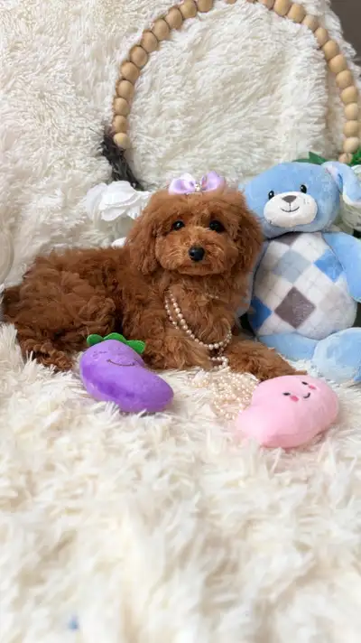 Tiny Toy Poodle, View more