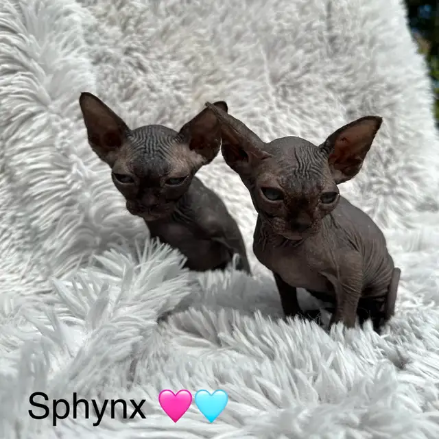 SPHYNX-DEVON REX in Cats & Kittens for Rehoming in Lac-Saint-Jean - Image 4