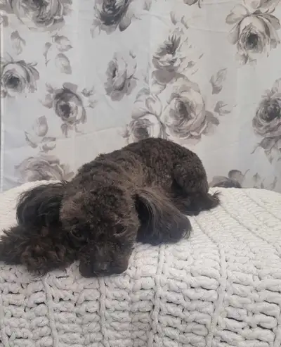 Male toy poodle dog rehome, View more