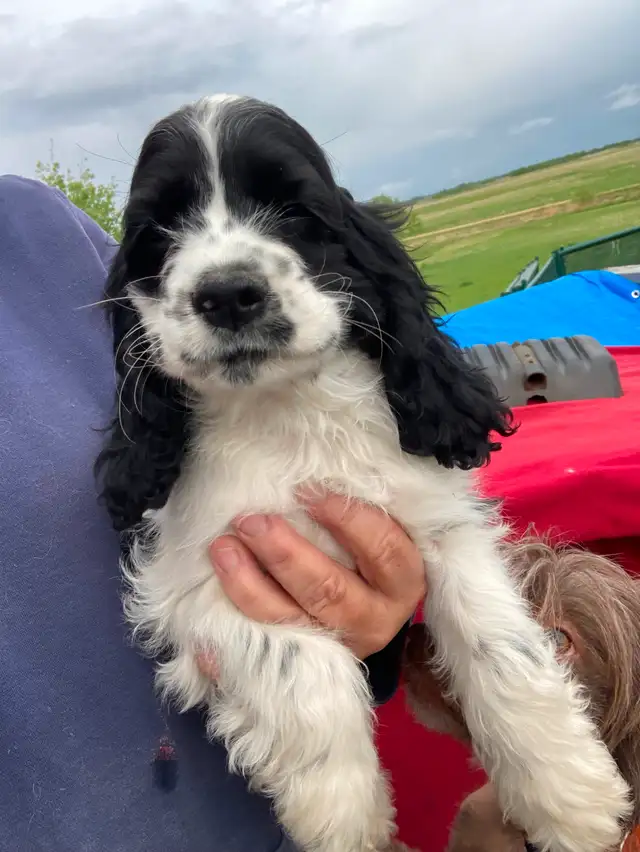 Cocker Spaniel puppies in Dogs & Puppies for Rehoming in Edmonton - Image 7