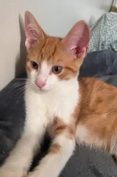 kitten for sale, View more